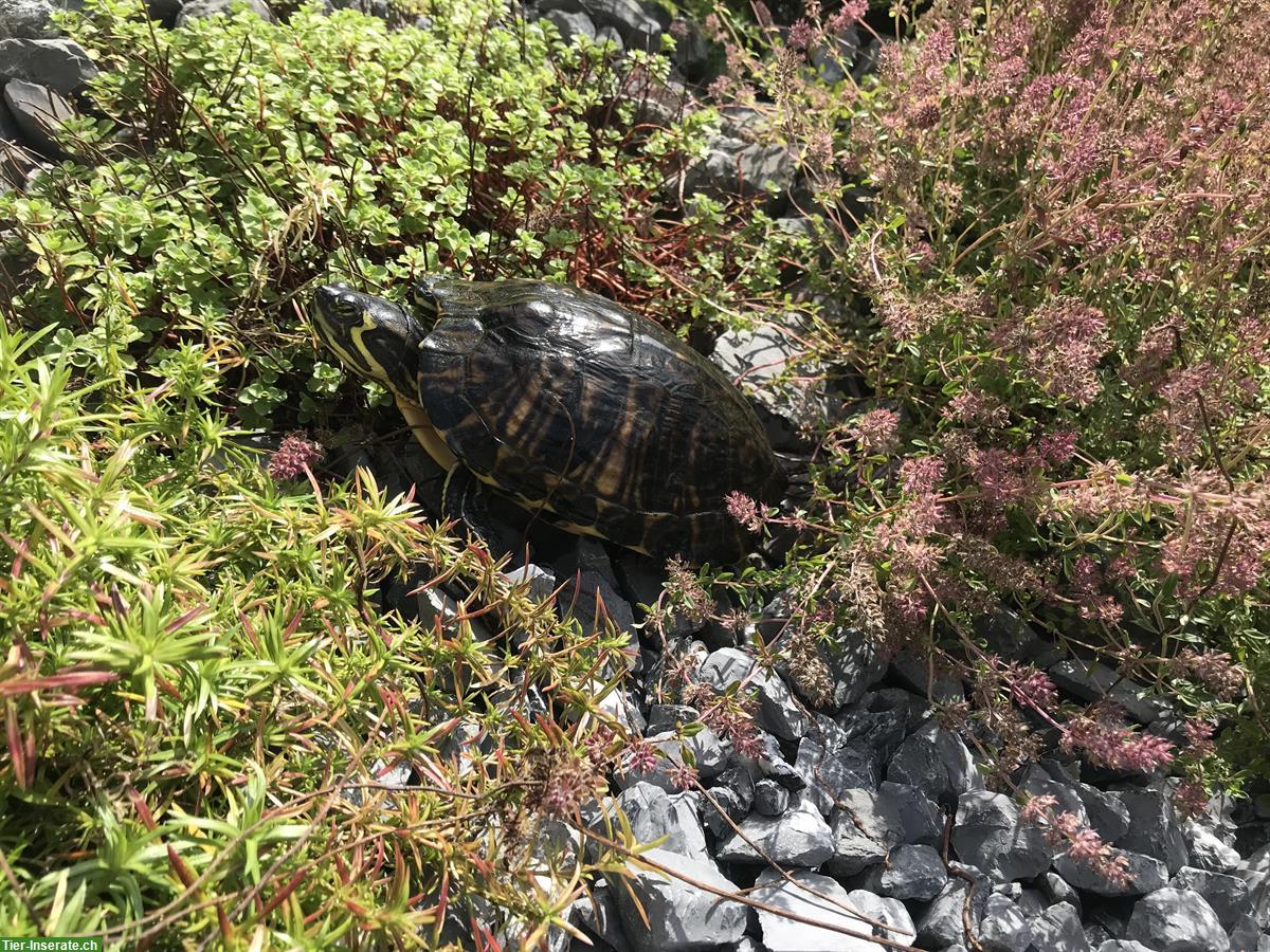 Bild 2: Wasserschildkröte gratis abzugeben