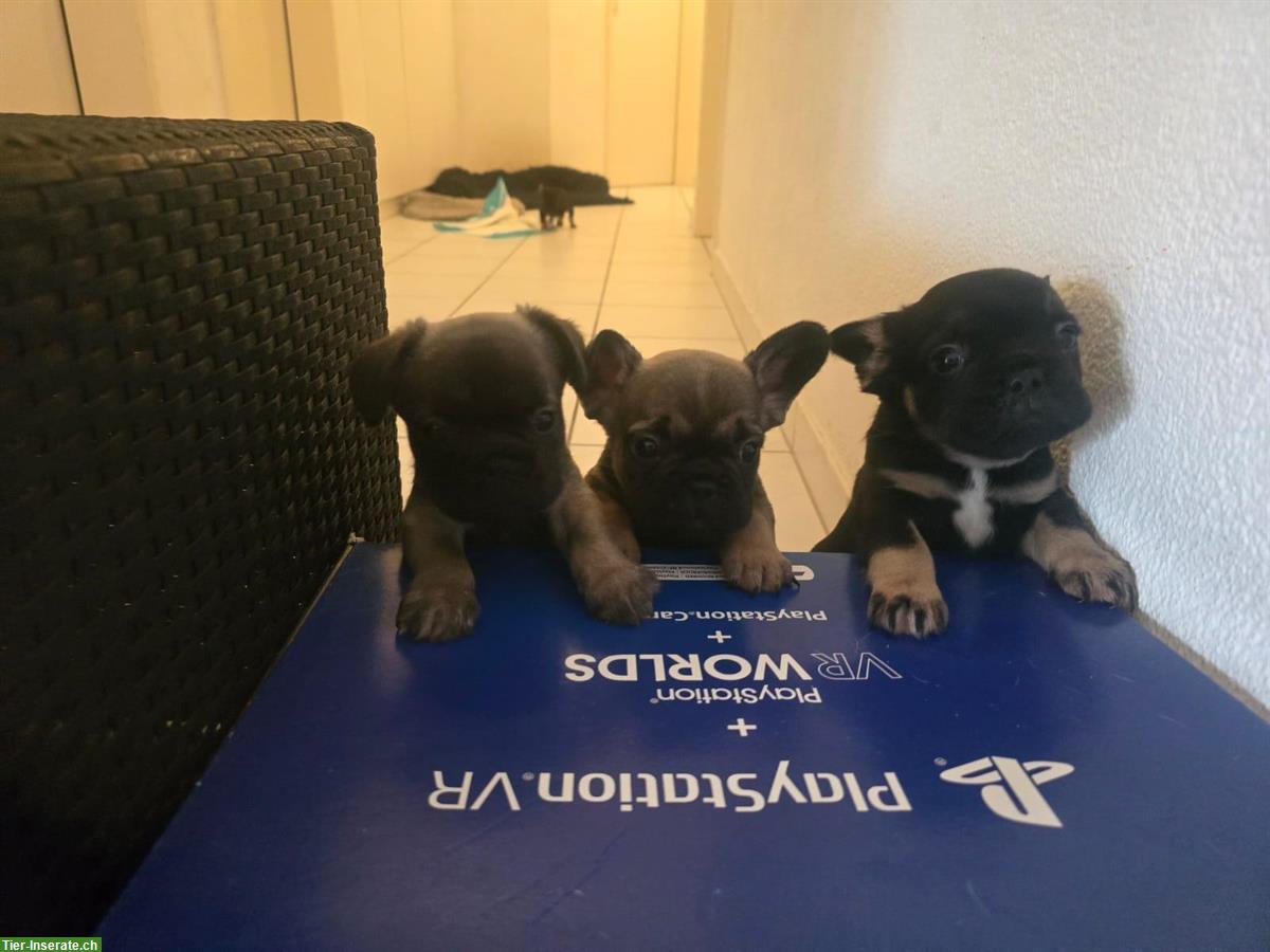 Französische Bulldogge Welpen, weiblich und männlich