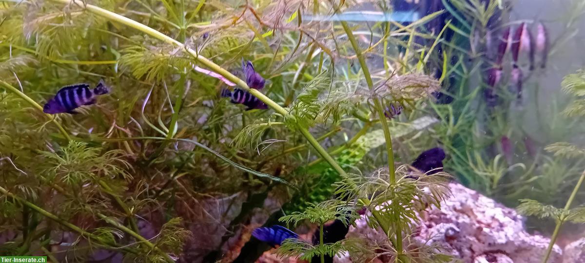 Bild 2: Pseudotropheus demasoni zu verkaufen