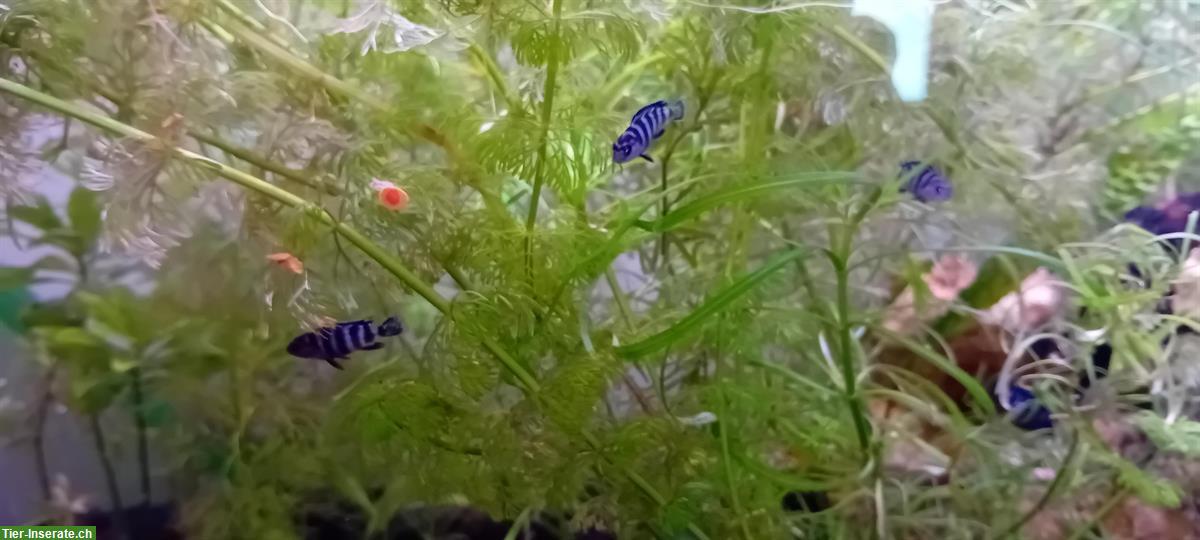 Bild 4: Pseudotropheus demasoni zu verkaufen