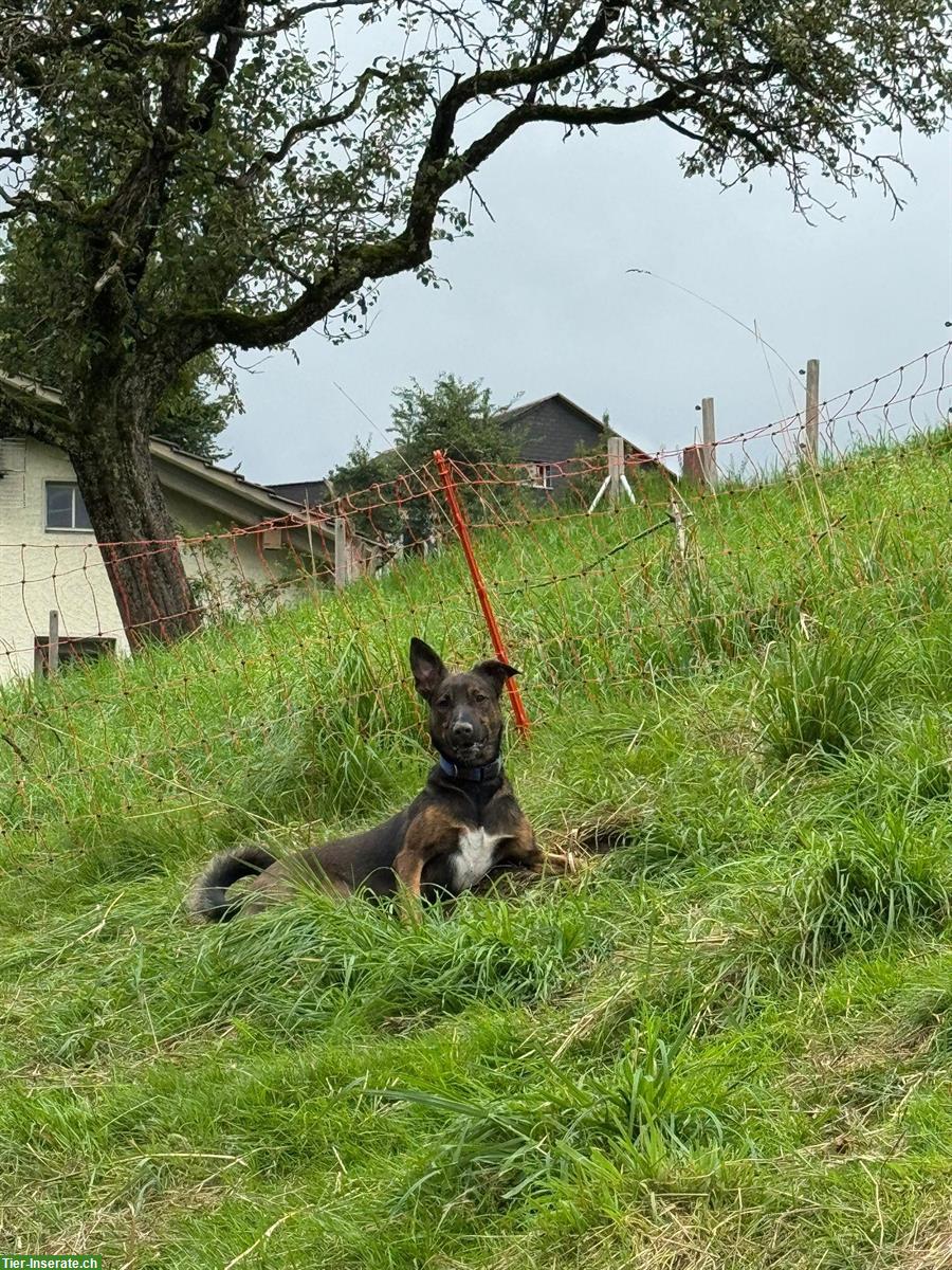 Bild 2: Mischlingsrüde Arthus sucht neues zuhause