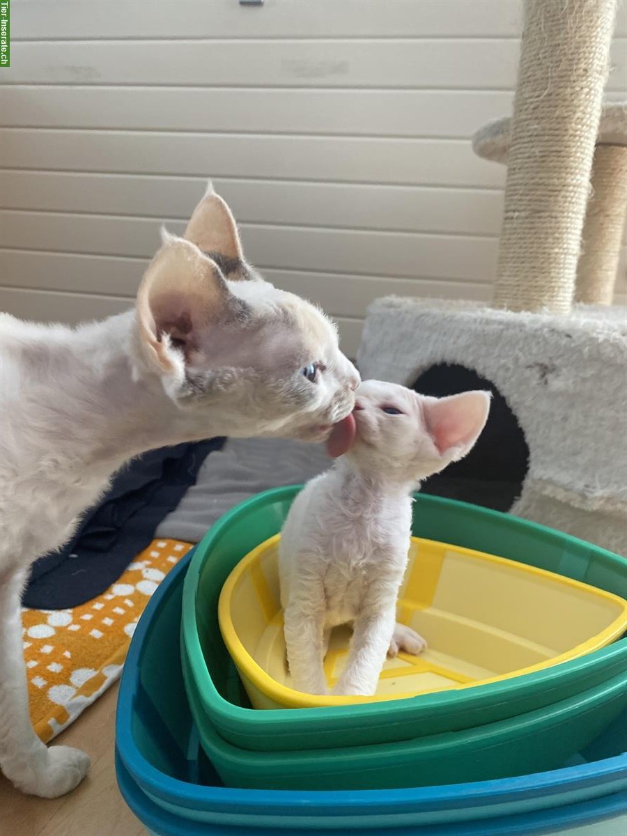 Bild 2: Devon Rex Kätzchen, Junge zu verkaufen