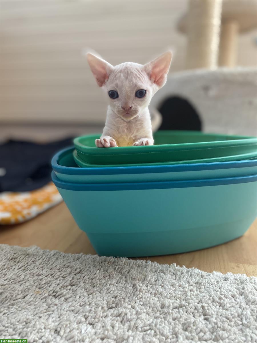 Bild 3: Devon Rex Kätzchen, Junge zu verkaufen