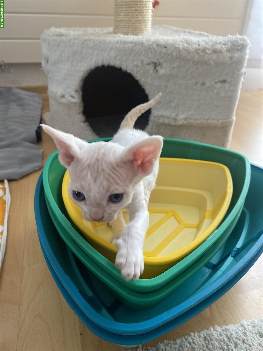 Bild 4: Devon Rex Kätzchen, Junge zu verkaufen