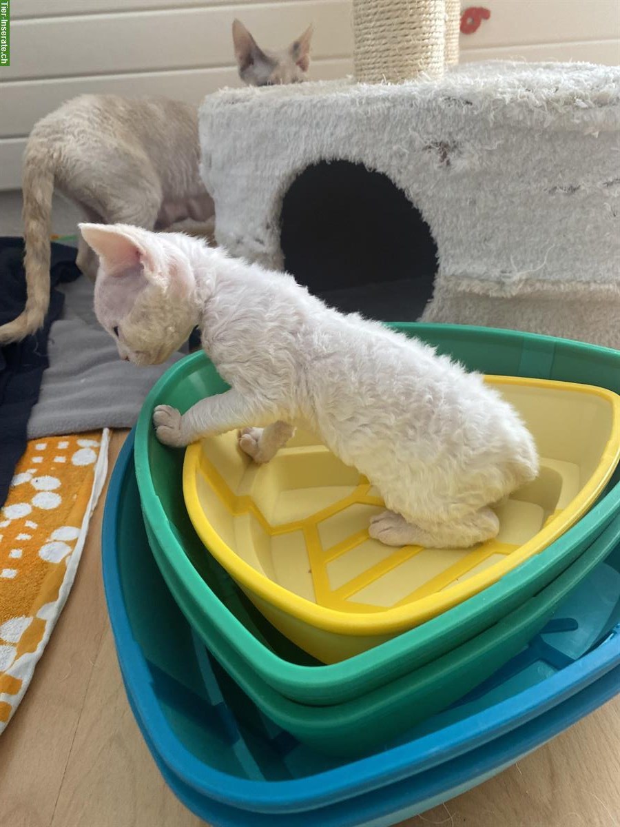 Bild 5: Devon Rex Kätzchen, Junge zu verkaufen