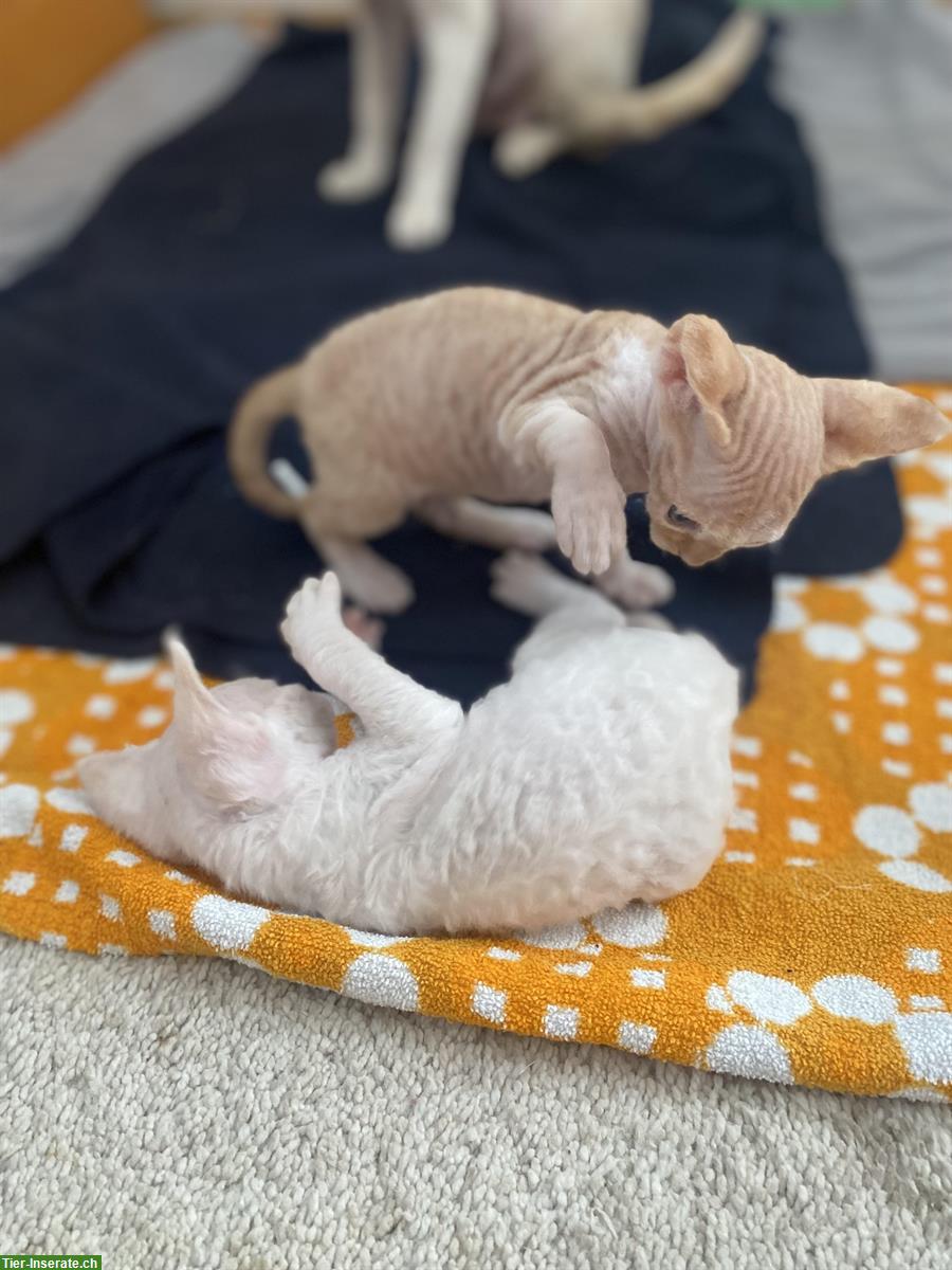 Bild 7: Devon Rex Kätzchen, Junge zu verkaufen