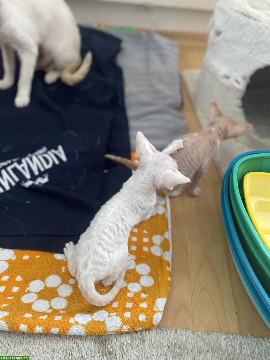 Bild 9: Devon Rex Kätzchen, Junge zu verkaufen