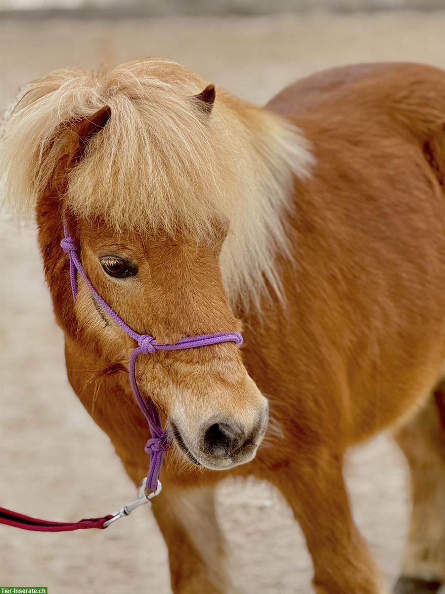 15-jähriger Shetland Pony Wallach