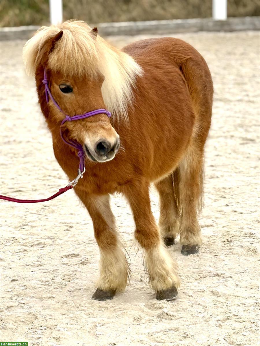 Bild 2: 15-jähriger Shetland Pony Wallach