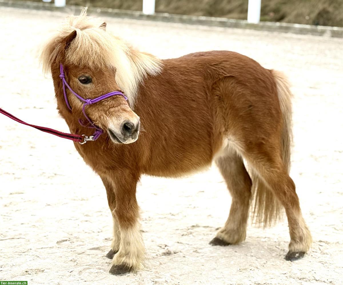 Bild 3: 15-jähriger Shetland Pony Wallach