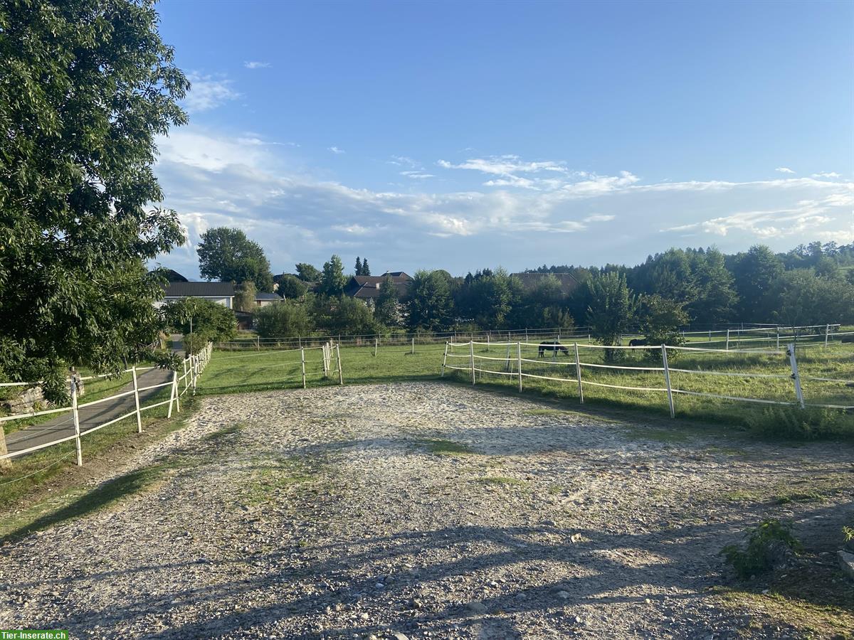 Freier Offenstallplatz per sofort in Büren zum Hof