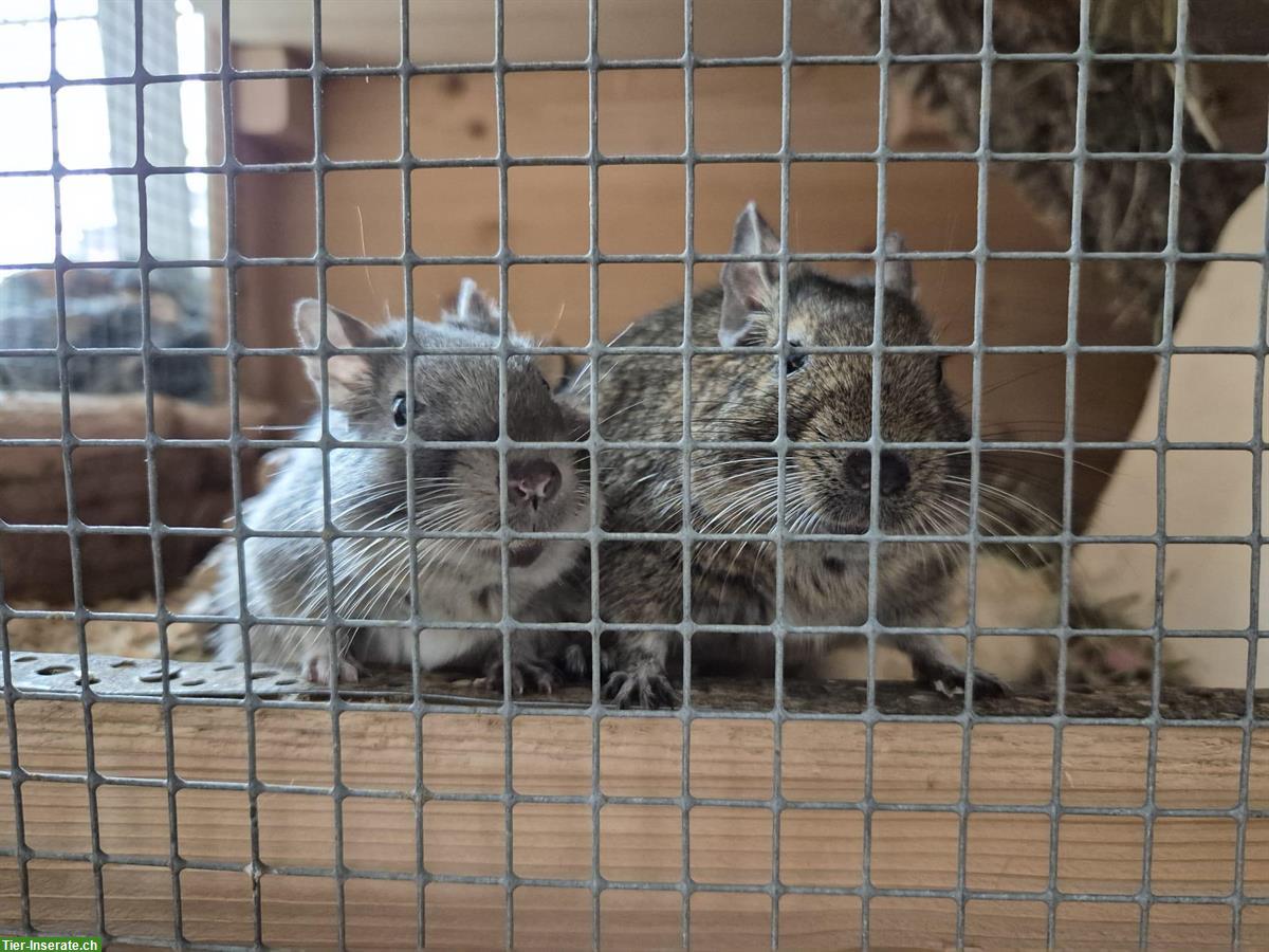 2 Degu Weibchen inkl. Gehege und Zubehör abzugeben