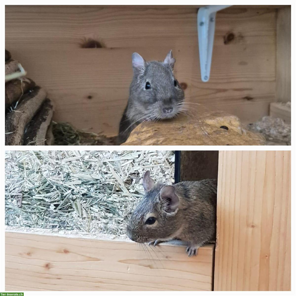 Bild 2: 2 Degu Weibchen inkl. Gehege und Zubehör abzugeben