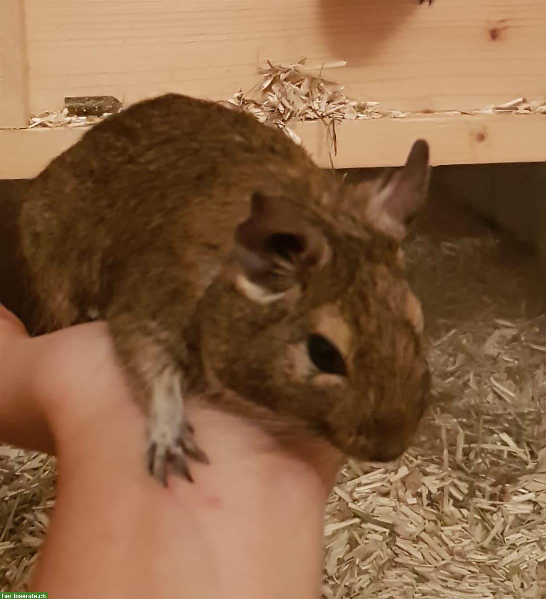 Bild 4: 2 Degu Weibchen inkl. Gehege und Zubehör abzugeben