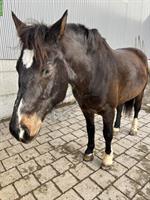 Biete Reitbeteiligung für Freiberger Wallach, Jonschwil SG