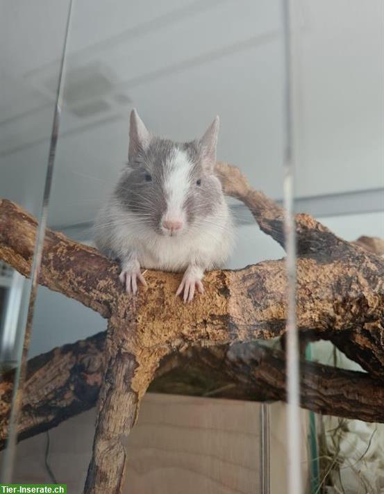 Degu Weibchen Chenoa sucht ihr daheim