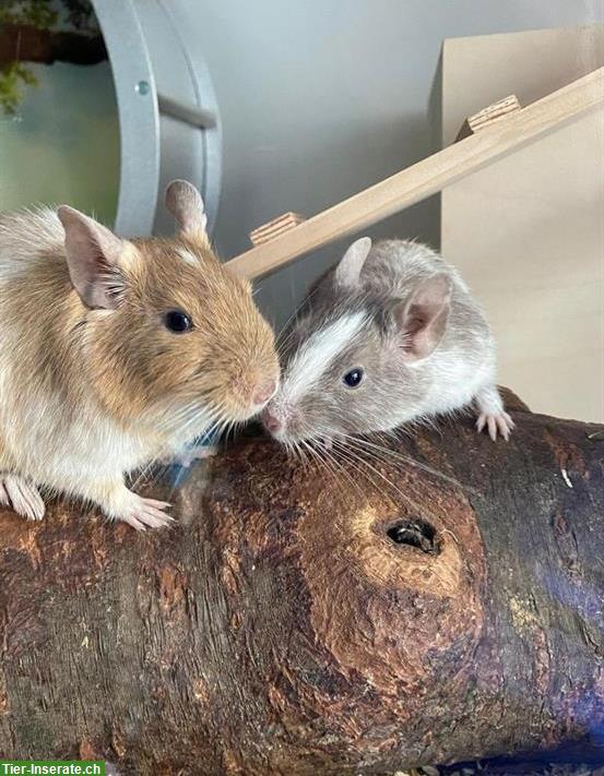 Bild 2: Degu Weibchen Chenoa sucht ihr daheim