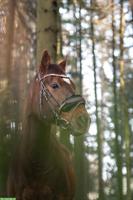 Biete Reitbeteiligung auf Verlasspferd, Neuenkirch LU