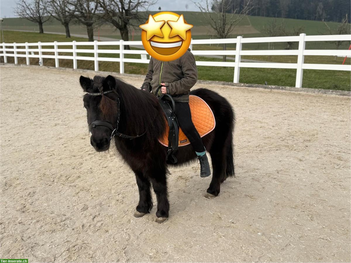 9-jährige, grosse Shetlandpony Stute