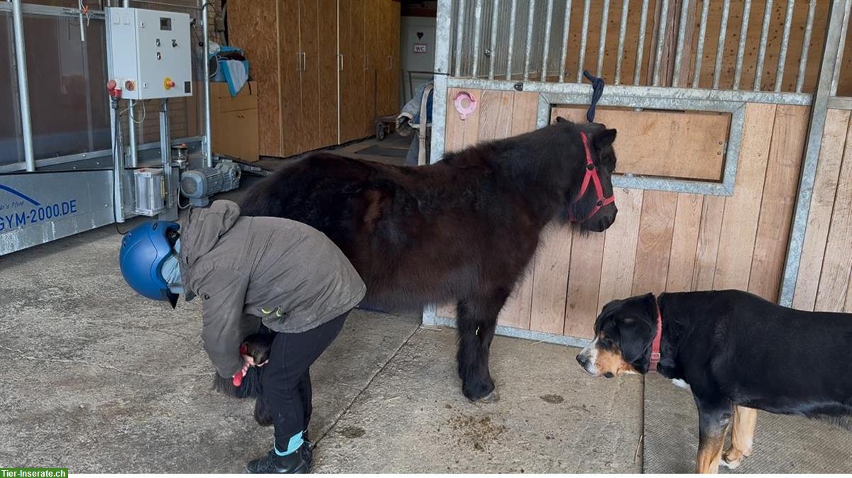 Bild 2: 9-jährige, grosse Shetlandpony Stute