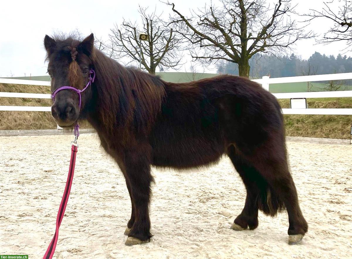 Bild 3: 9-jährige, grosse Shetlandpony Stute