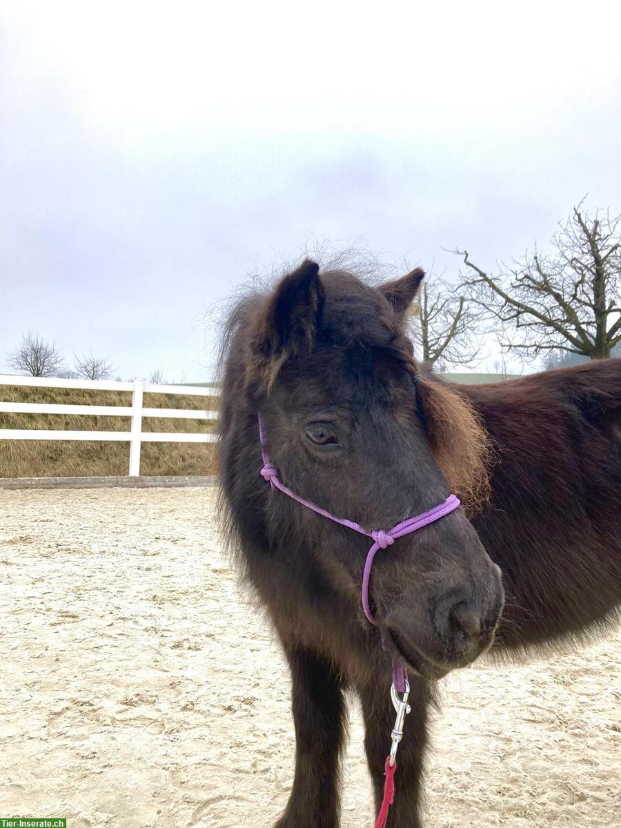 Bild 4: 9-jährige, grosse Shetlandpony Stute