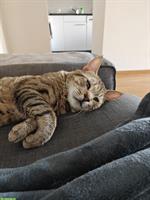 Ruhiger Pixie Bob Kater sucht neues Zuhause