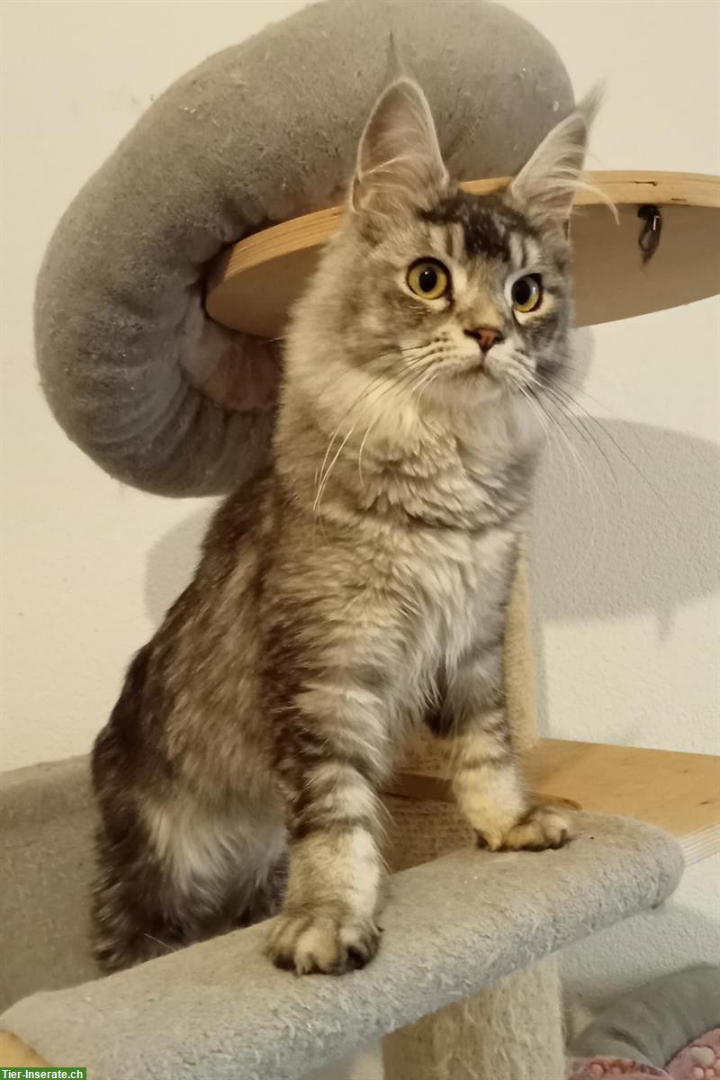 Maine Coon Lady sucht ein Zuhause