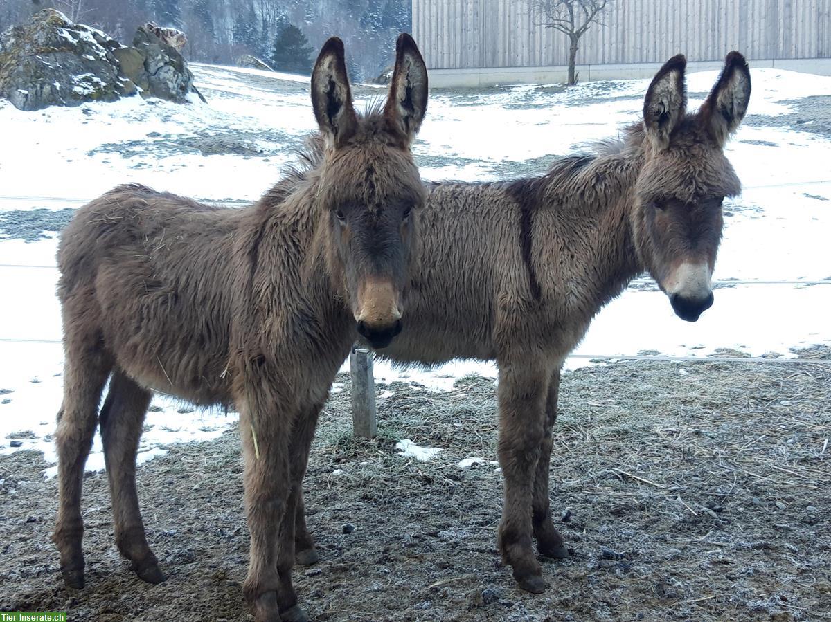 2 Esel Hengstfohlen suchen auf Ende Mai neues Daheim