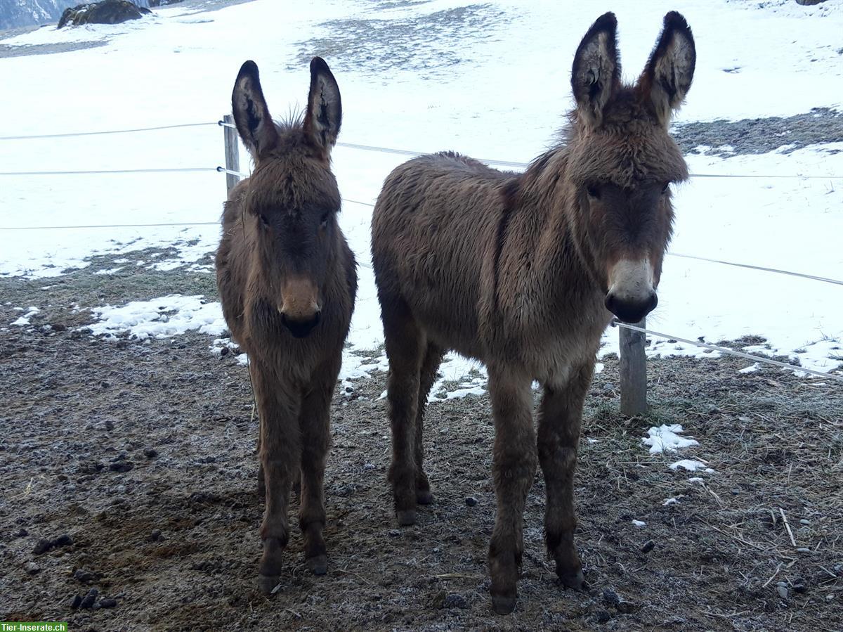 Bild 2: 2 Esel Hengstfohlen suchen auf Ende Mai neues Daheim