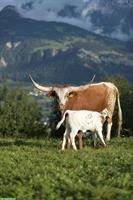 Zahme Texas Longhorn Rinder zu verkaufen