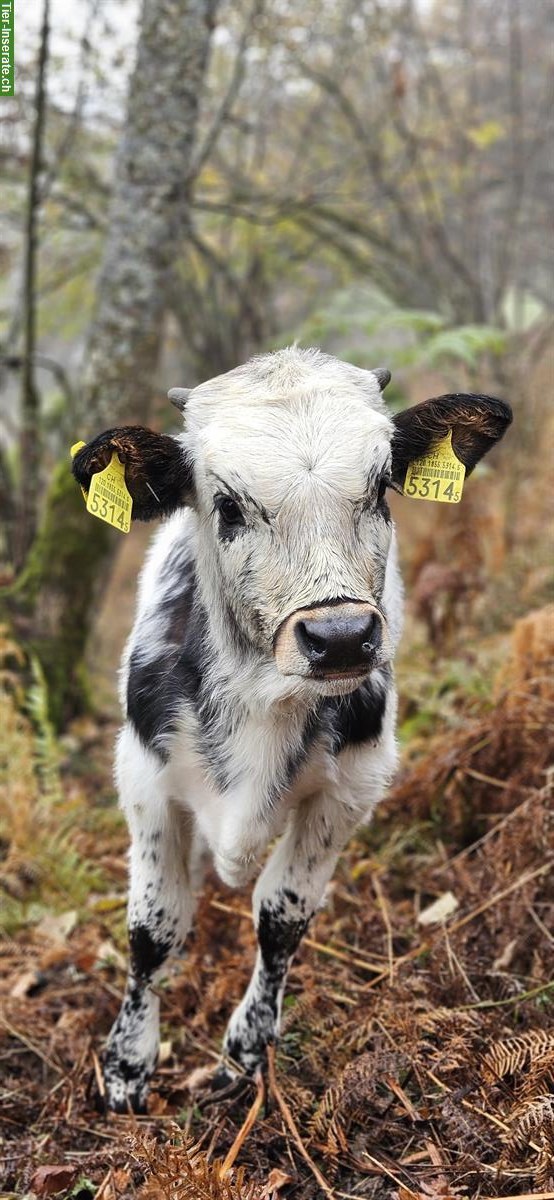 Bild 2: Zahme Texas Longhorn Rinder zu verkaufen