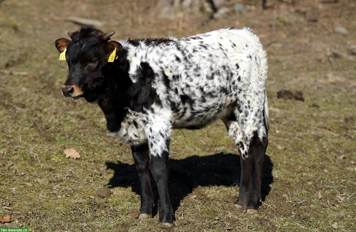 Bild 3: Zahme Texas Longhorn Rinder zu verkaufen