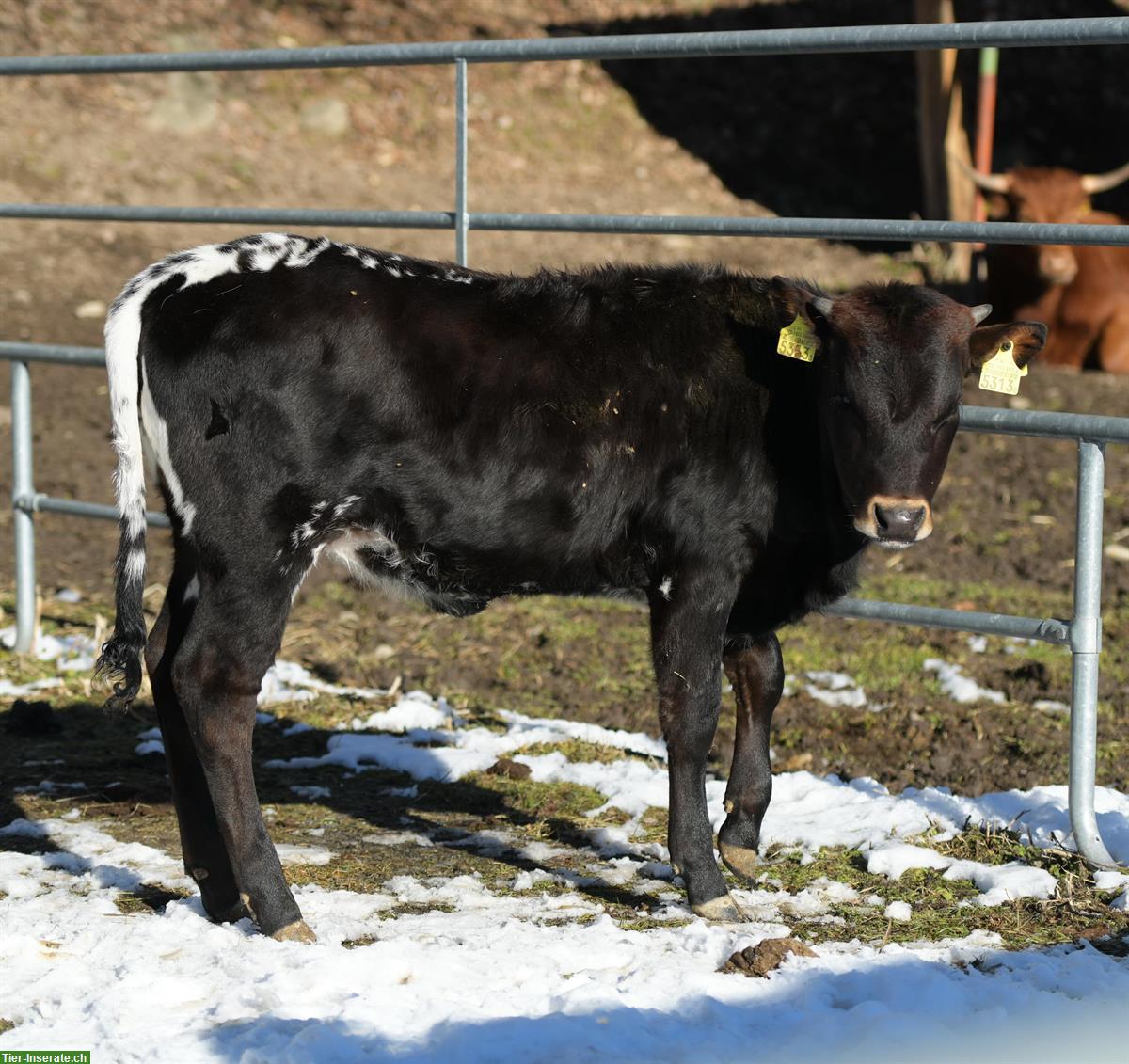 Bild 4: Zahme Texas Longhorn Rinder zu verkaufen