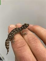 Viperngecko subadult 1.0 aus eigener Nachzucht