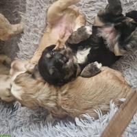 Welpenalarm! knuddelige Hundebabys