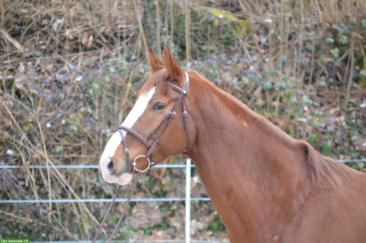 Bild 2: 7-jähriger CH-Warmblut Wallach zu verkaufen