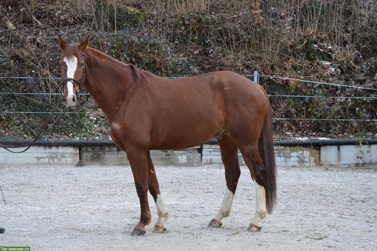 Bild 3: 7-jähriger CH-Warmblut Wallach zu verkaufen