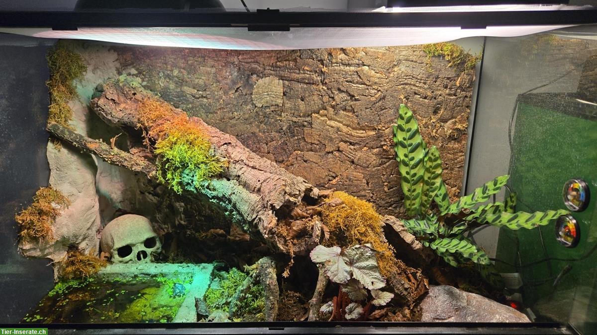 Bild 3: Regenbogenboas mit Terrarium zu verkaufen