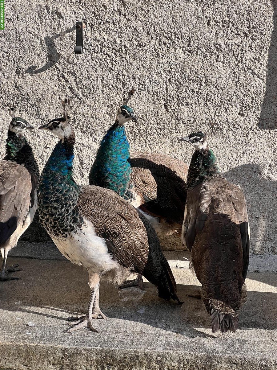 Blaue Pfauenhenne aus Naturbrut zu verkaufen