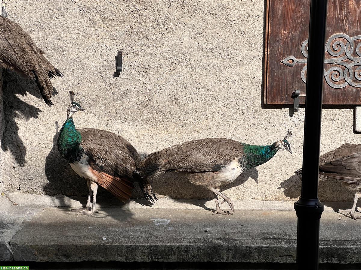 Blauer Pfauenhahn aus Naturbrut zu verkaufen