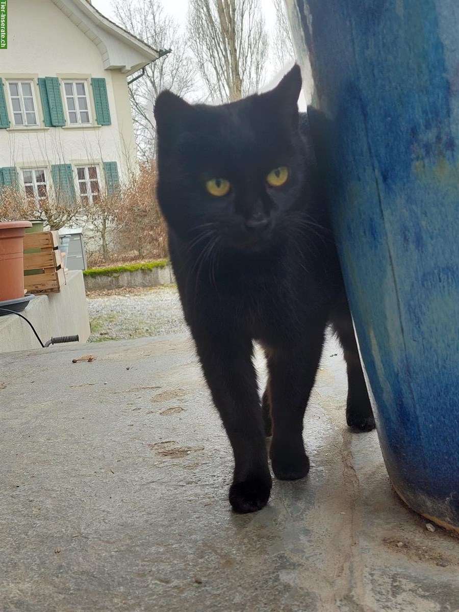 Bauernhofkatze schwarz gratis abzugeben