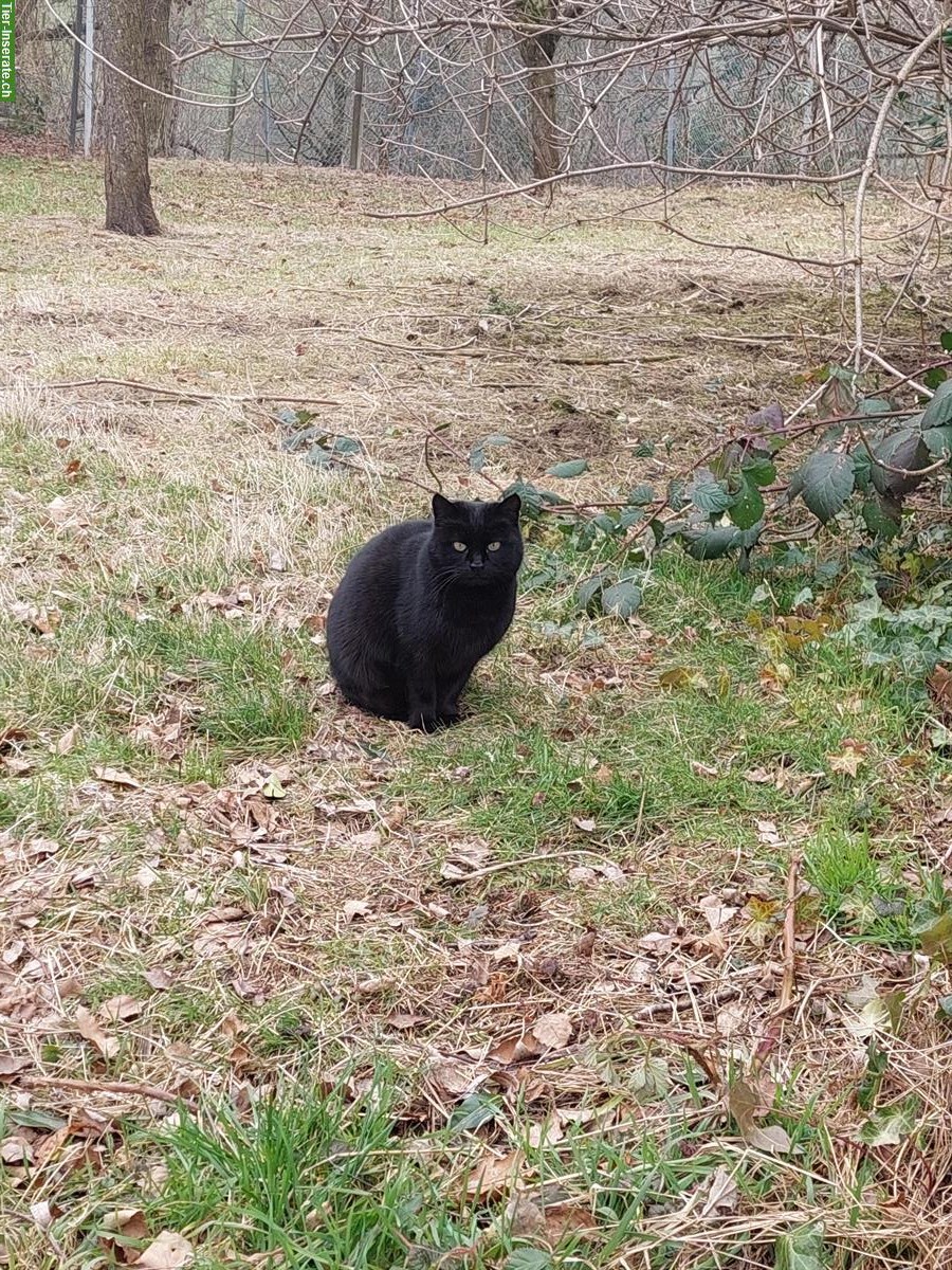 Bild 2: Bauernhofkatze schwarz gratis abzugeben