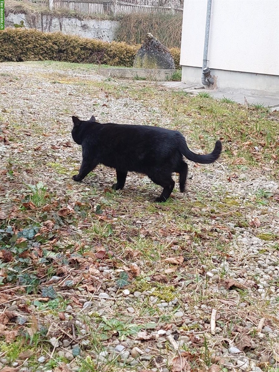 Bild 3: Bauernhofkatze schwarz gratis abzugeben