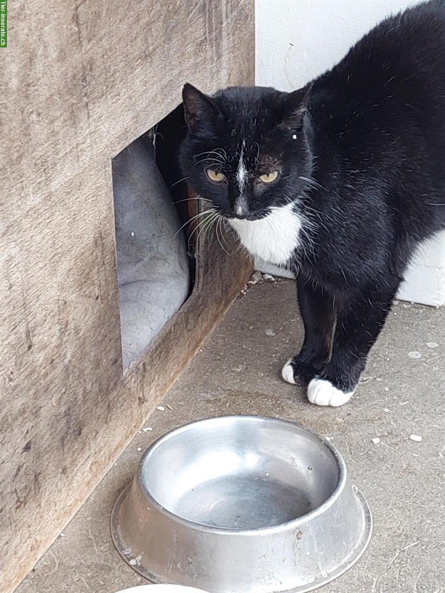 Bild 4: Bauernhofkatze schwarz gratis abzugeben