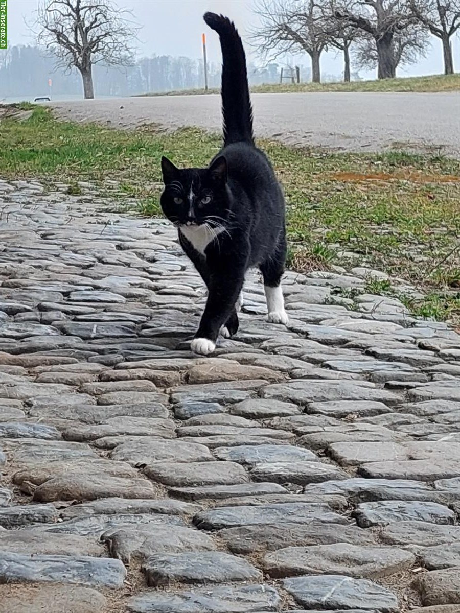 Bild 5: Bauernhofkatze schwarz gratis abzugeben