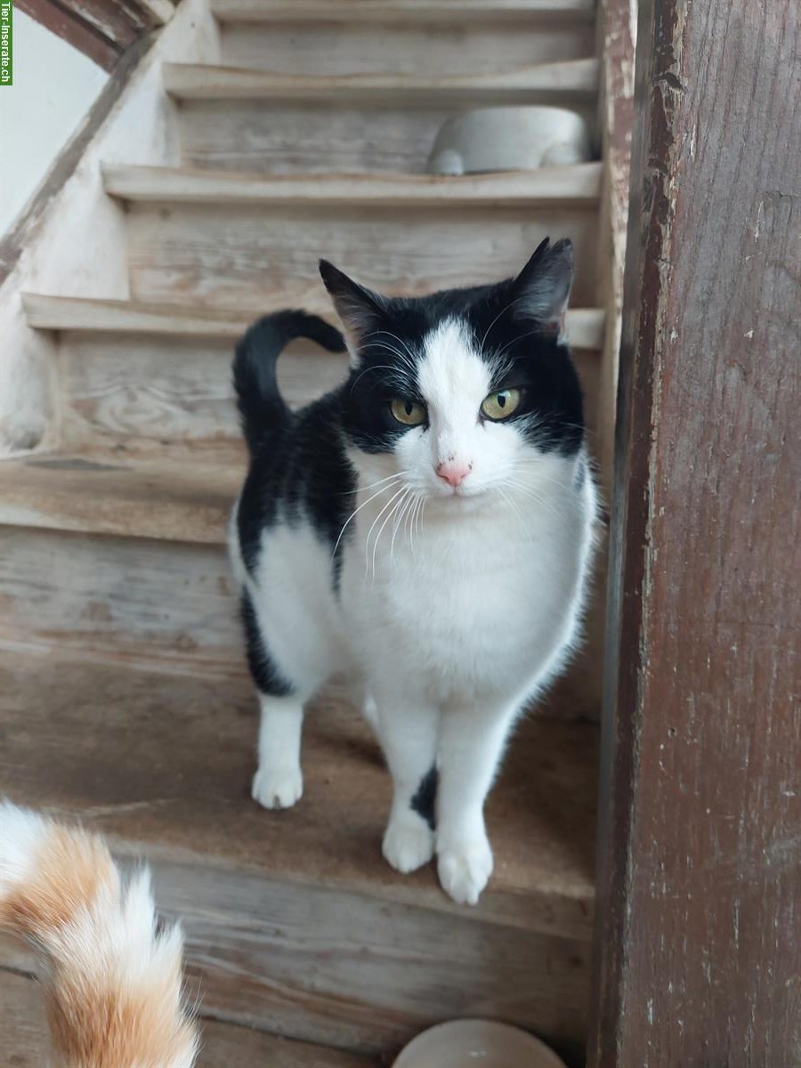 Bild 6: Bauernhofkatze schwarz gratis abzugeben