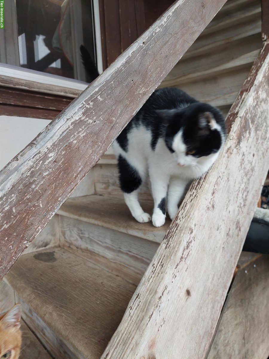 Bild 7: Bauernhofkatze schwarz gratis abzugeben