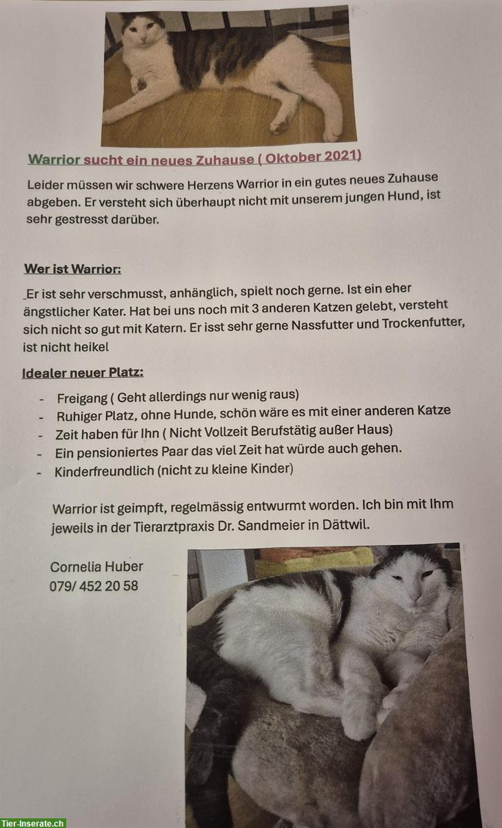 Kater Warrior sucht ein neues Zuhause