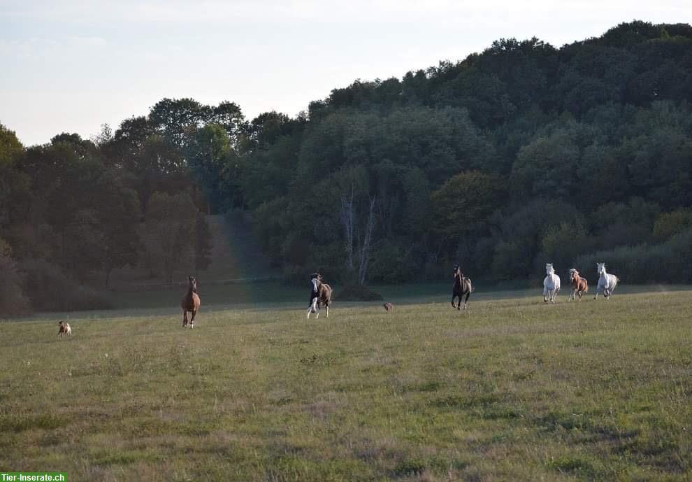 Bild 5: Pferde Altersweide in Frankreich